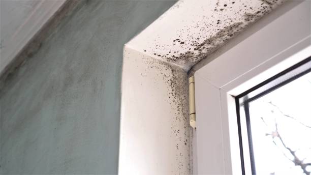 West Point, UT Mold Removal Company
