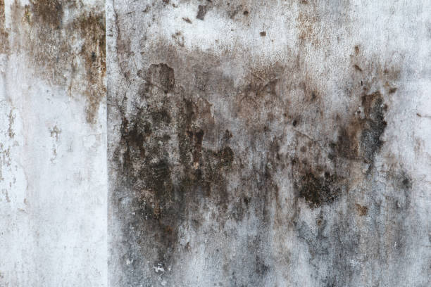 Best Forensic Mold Investigation  in West Point, UT
